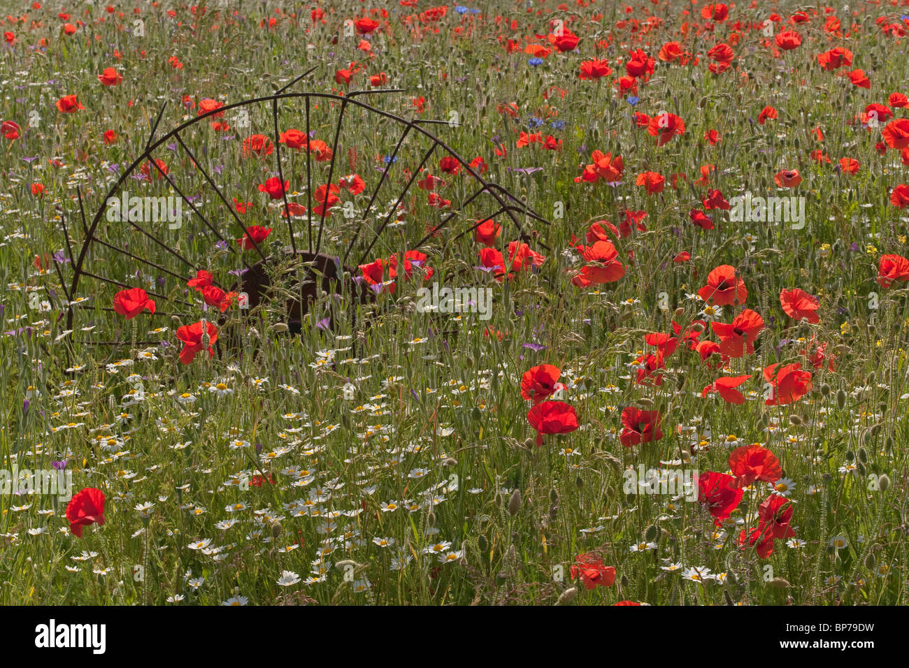 Coquelicots de champ rhoeas de Papaver dans le pré de fleurs sauvages Chilterns Buckinghamshire UK juin Banque D'Images