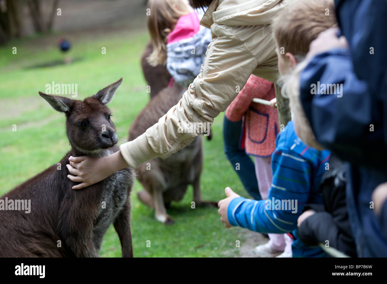 L'alimentation des enfants et de kangourous rouges pour enfants à Healesville Sanctuary Animaux Banque D'Images