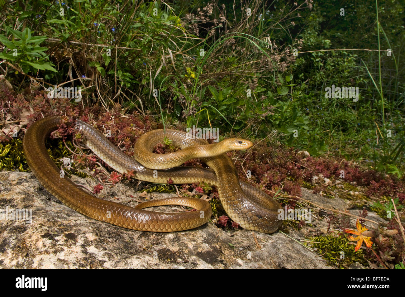 Zamenis longissimus Aesculapian snake (Elaphe longissima), attaque, position, Suisse, Schweizer Jura Bieler, voir Banque D'Images