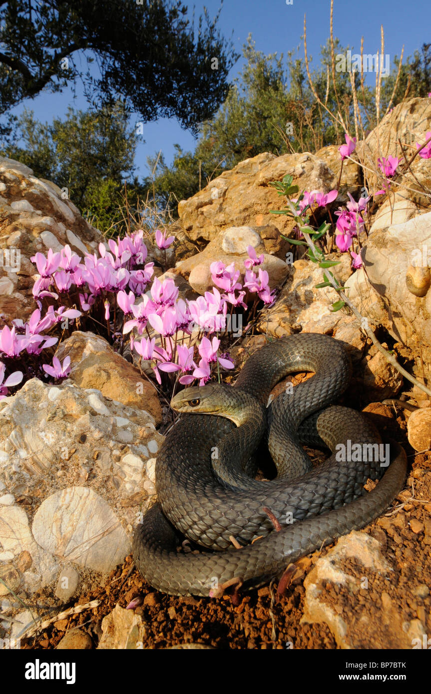 La couleuvre de Montpellier (Malpolon monspessulanus insignitus insignitus, Malpolon), se trouvant en face de roulé (Sowbread grec Cyclam Banque D'Images