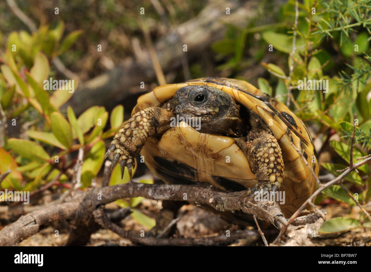 Tortue tortue grecque, Hermanns, Boettgers (tortue Testudo hermanni boettgeri), klimbing plus de brindilles dans le sous-bois, le GRE Banque D'Images