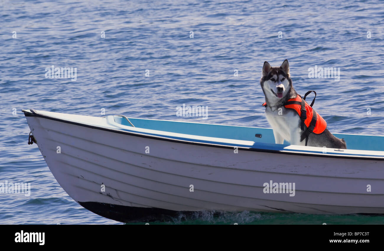 Assurance Animaux Banque D'Images