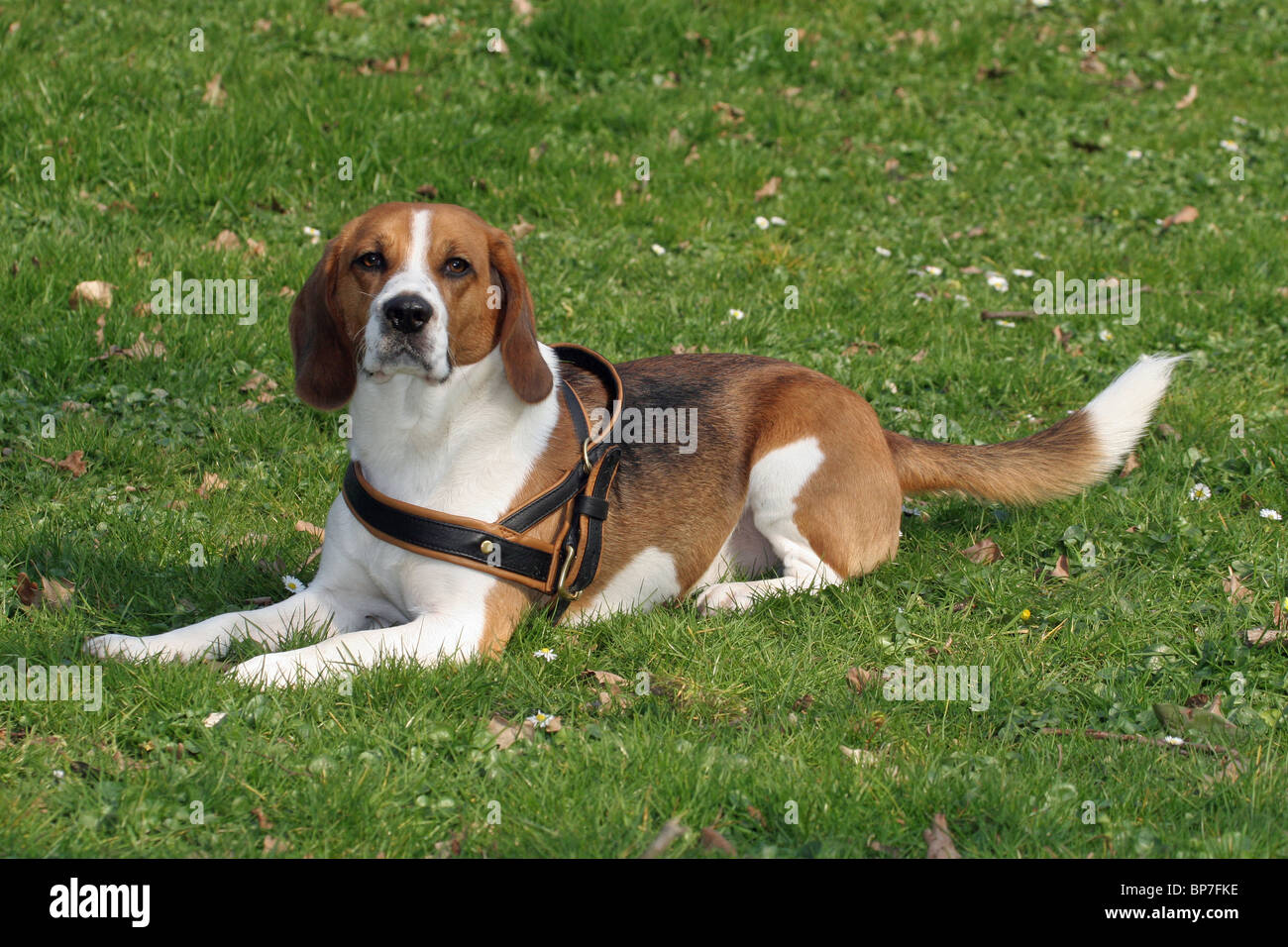 Beagle (Canis lupus familiaris) porte un harnais en position allongée sur une pelouse dans un parc urbain. Banque D'Images
