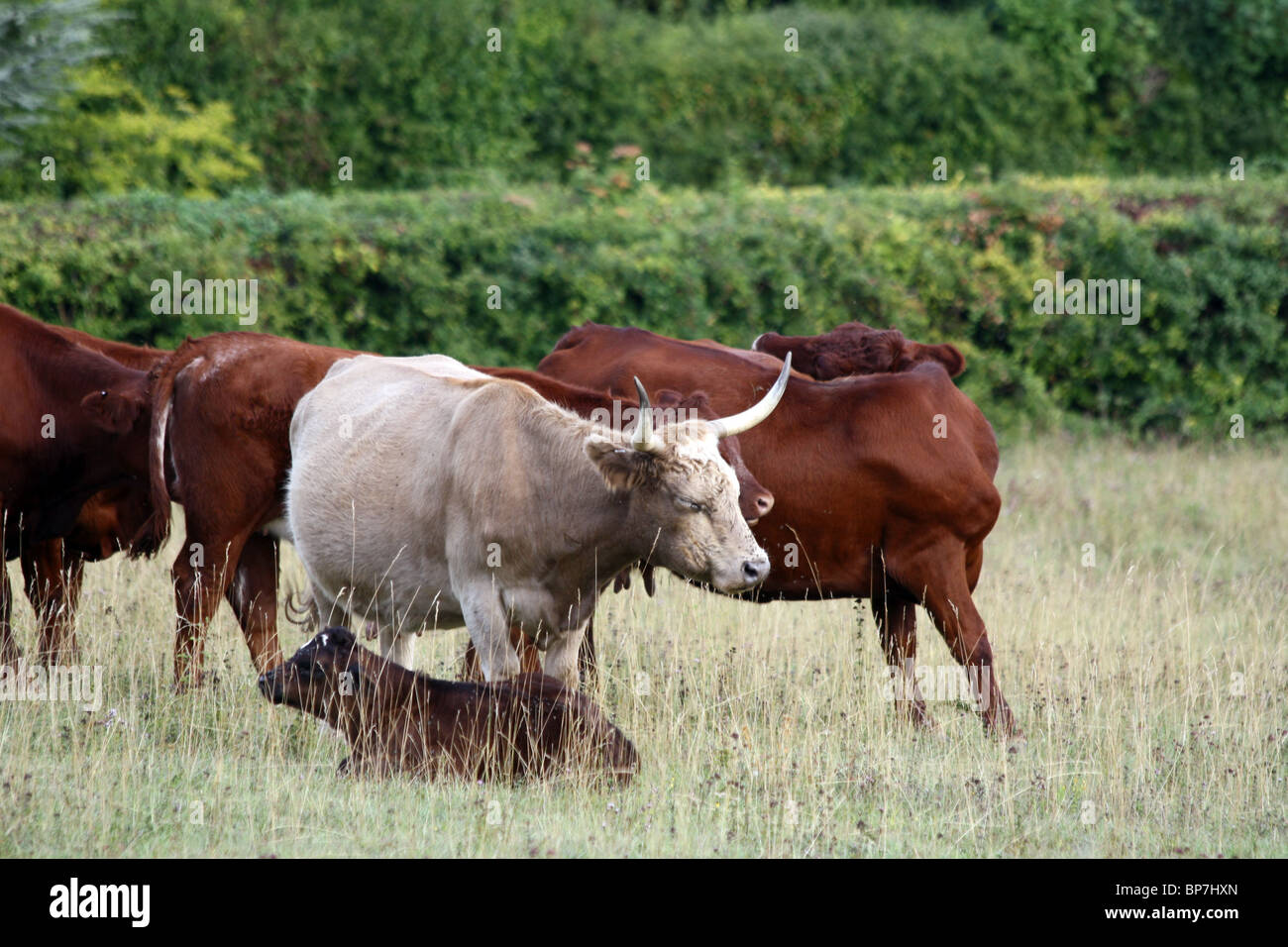 Longicorne Vache et son veau dans Streatley, West Berkshire Banque D'Images