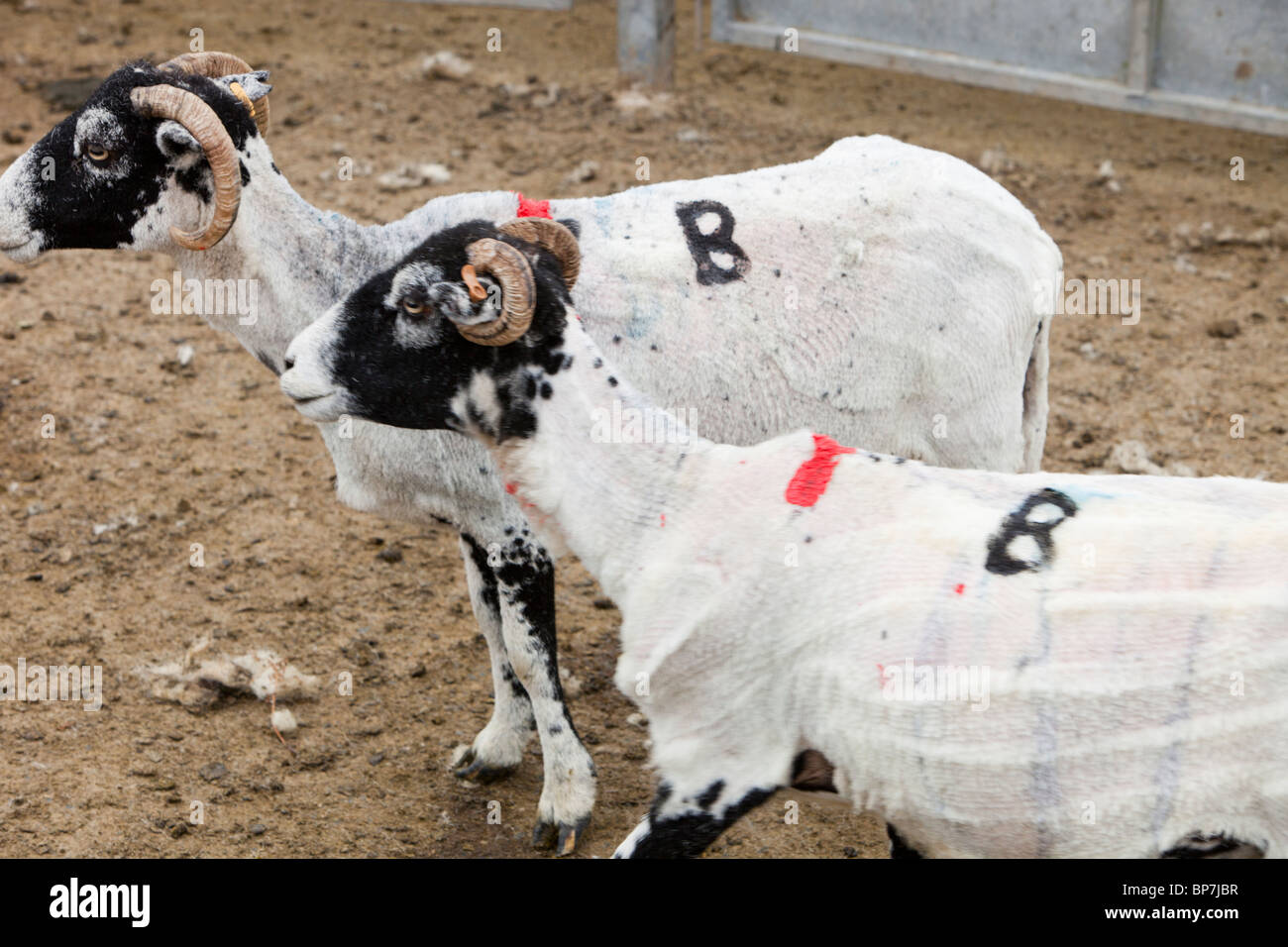 Fraîchement marqué par la tonte des moutons en Sleddale humide, Lake District, UK. Banque D'Images