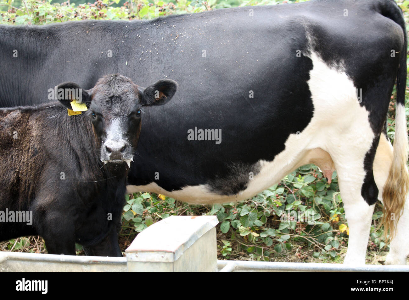 Vache et son veau frison dans Streatley Banque D'Images