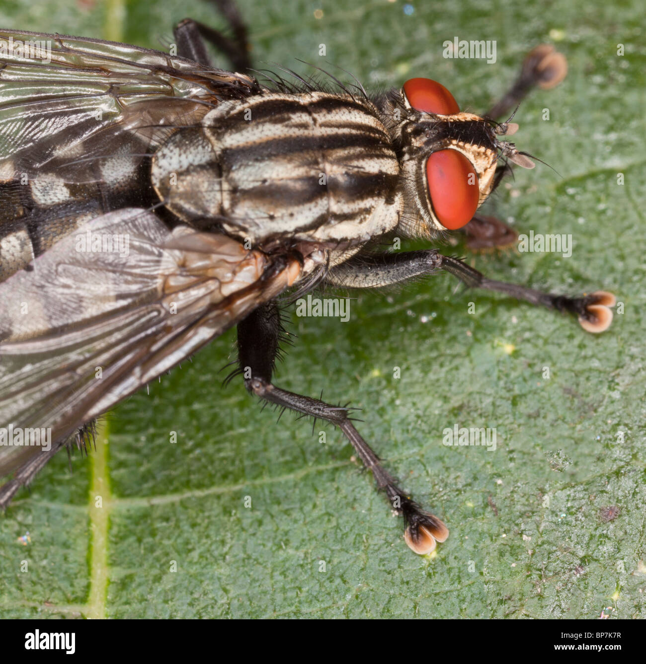 Une chair-fly, Sarcophaga carnaria, se nourrissant de fruits. Établit les larves vivantes, pas d'œufs. Le Dorset. Banque D'Images