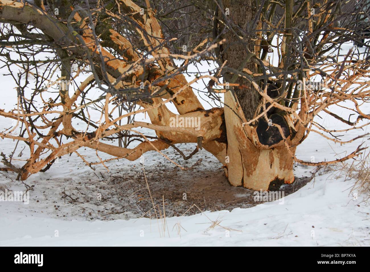Fruit tree, endommagé par le lapin (Oryctolagus cuniculus) et d'autres rongeurs en mangeant l'écorce en hiver Banque D'Images