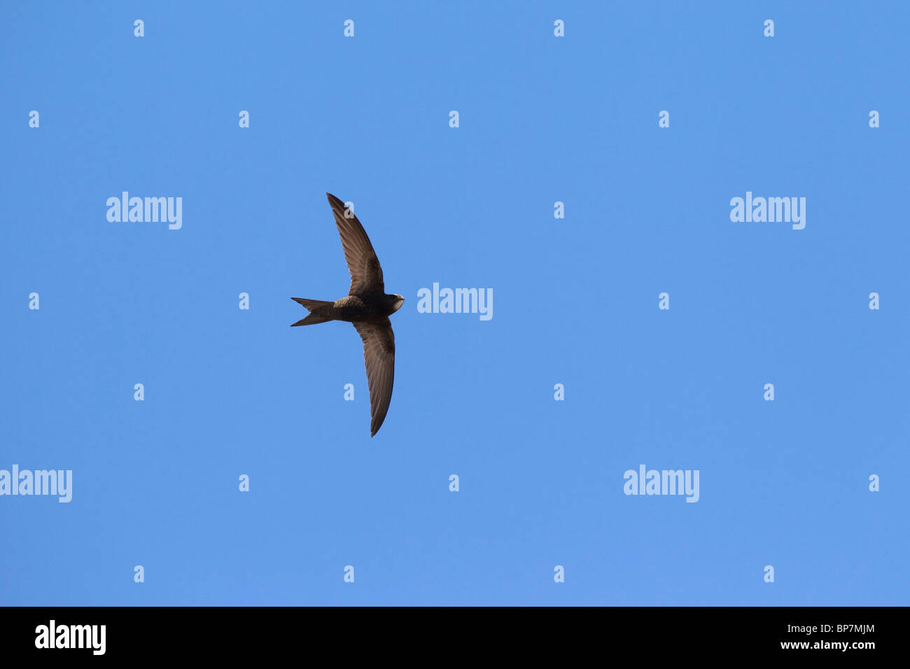 Swift Apus apus (commune) en vol sur fond de ciel bleu Banque D'Images