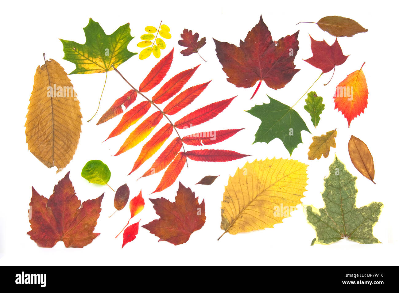 Les feuilles d'automne tourné sur un fond blanc Banque D'Images