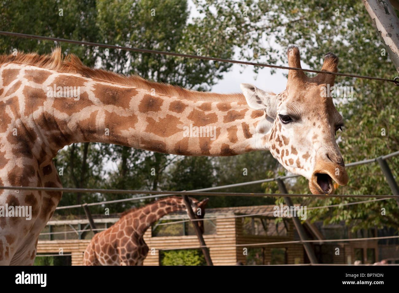 Une girafe dans un zoo enclos au zoo de Twycross, England UK Banque D'Images