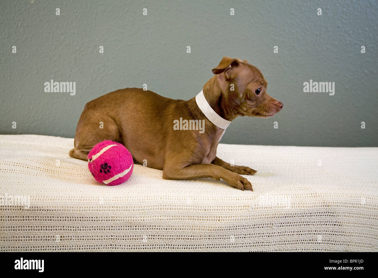 Portrait d'un mexicain de Chihuahua poils chien jouant avec une balle de tennis. Le chien est à l'adoption d'une société humaine. Banque D'Images