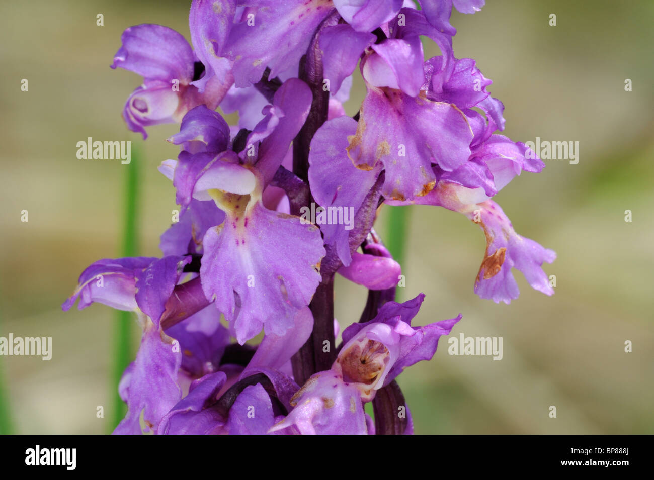 Early Purple orchid flower (Orchis mascula) dans un pré, Belgique Banque D'Images