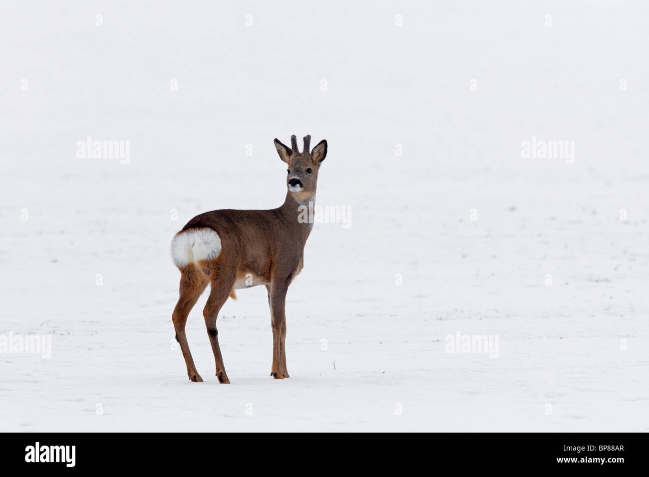 Buck Chevreuil (Capreolus capreolus) à l'arrière et montrant le croupion blanc en champ d'hiver dans la neige, Allemagne Banque D'Images