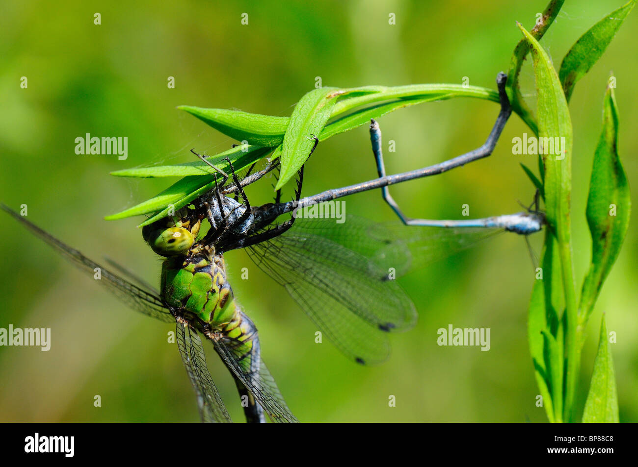 Manger libellule Banque de photographies et d’images à haute résolution Alamy