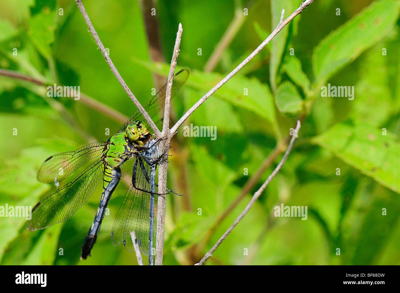 Manger libellule Banque de photographies et d’images à haute résolution Alamy