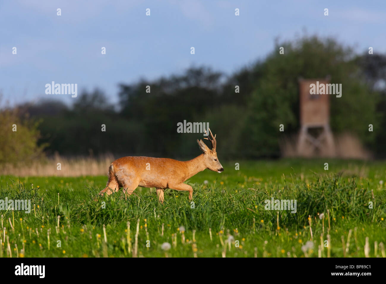Buck Chevreuil (Capreolus capreolus) dans la région de prairie avec assise haute en bois au printemps, Allemagne Banque D'Images