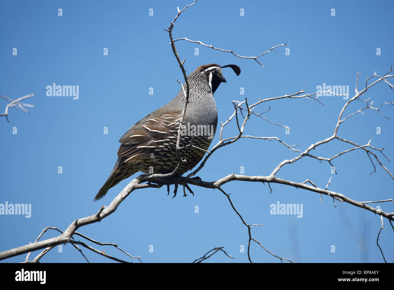 Colin de Californie Callipepla californica ( ), Cathedral Cove, péninsule de Coromandel, île du Nord, Nouvelle-Zélande Banque D'Images