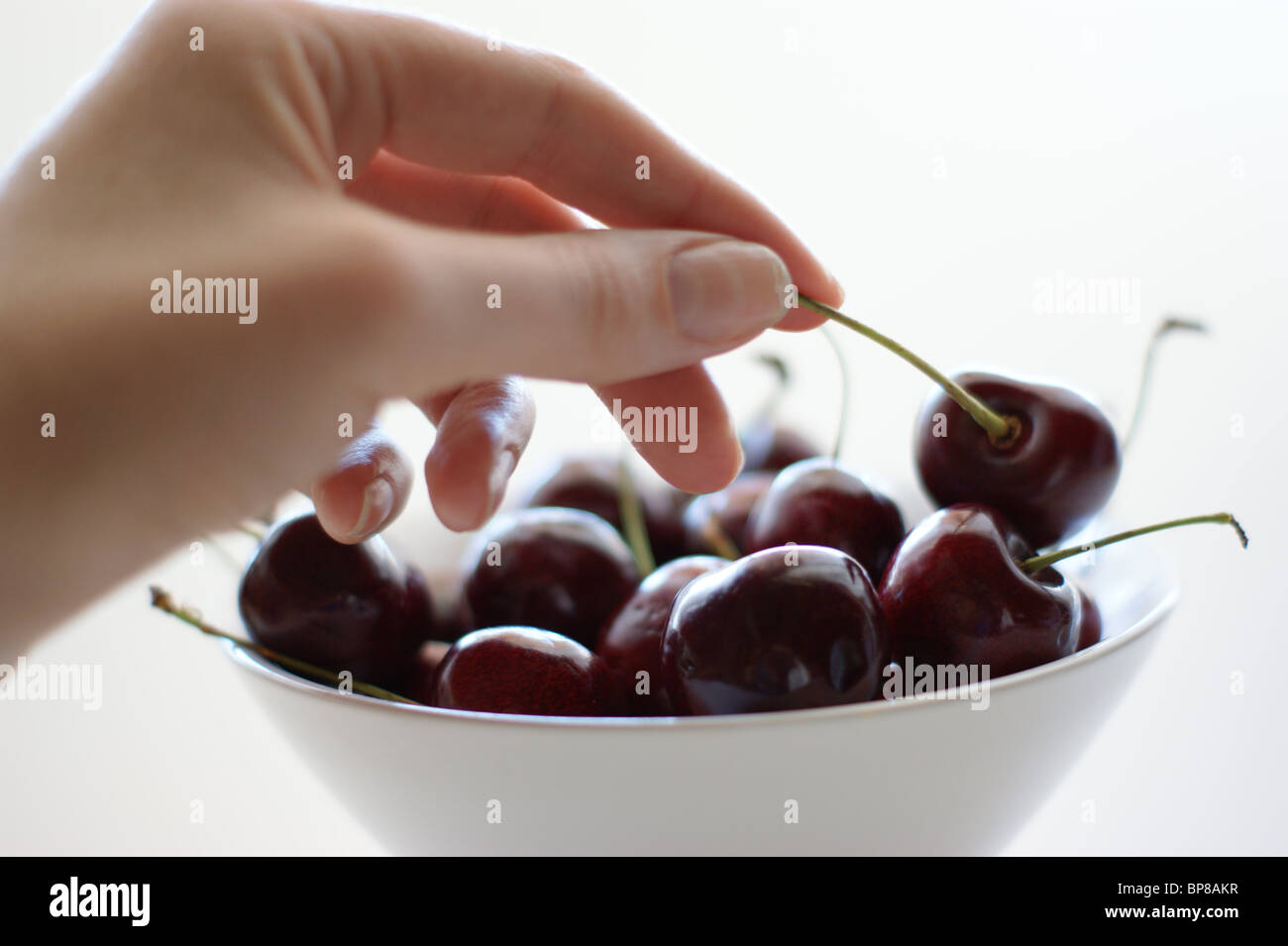 Cueillette de cerises Banque D'Images