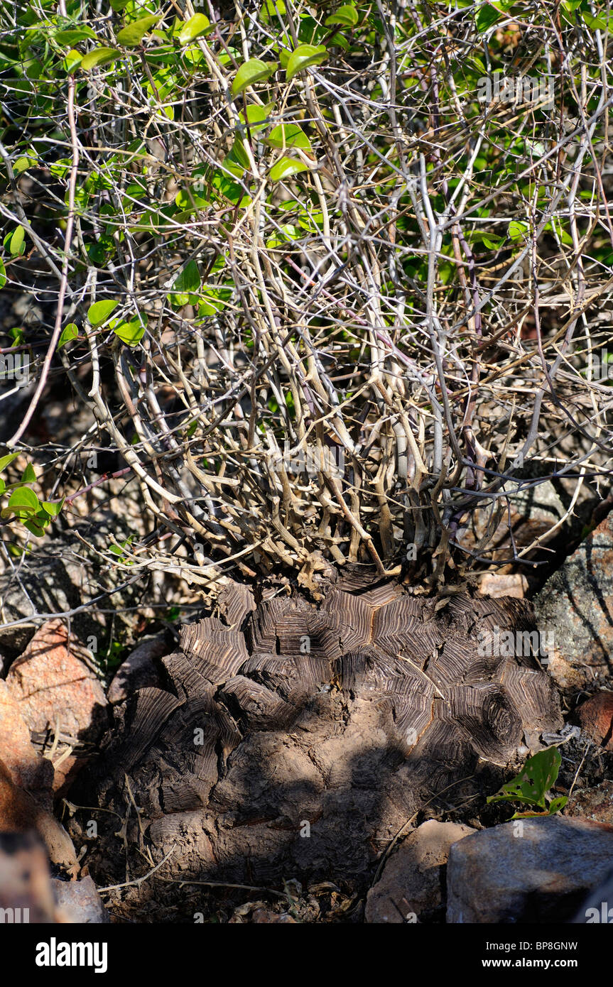 Pied d'éléphant im Habitat, Dioscorea elaphantipes, Namaqualand, Afrique du Sud Banque D'Images