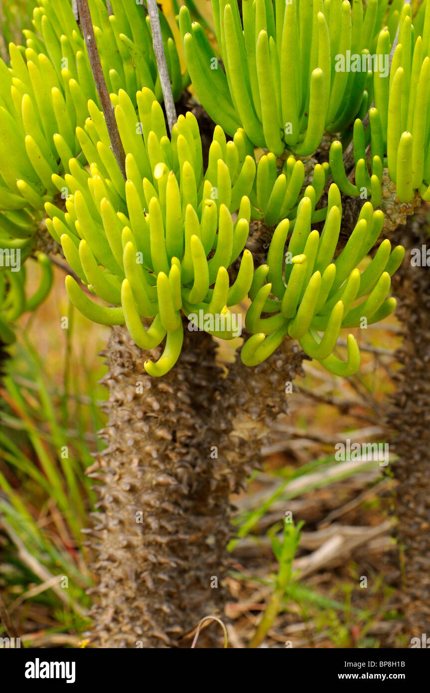 Walchii Tylecodon, Crassulaceae, Namaqualand, Afrique du Sud Banque D'Images