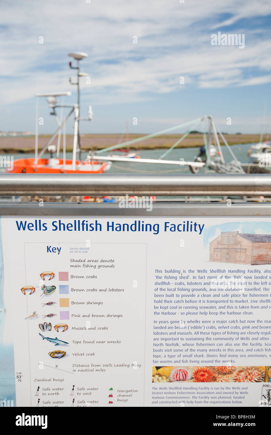 Installation de manutention du poisson d'un shell au Wells Next the Sea in North Norfolk, au Royaume-Uni. Banque D'Images