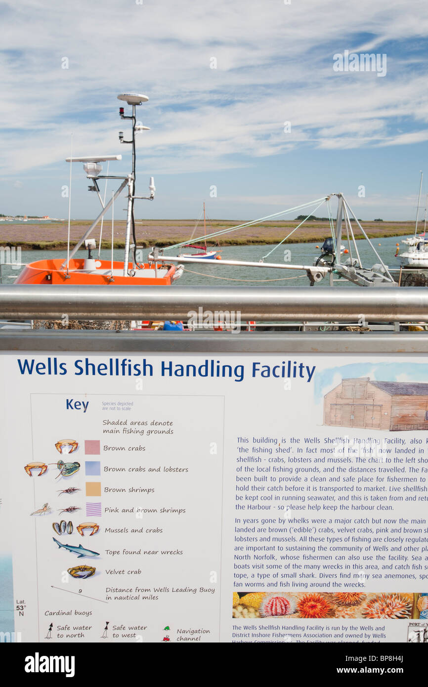 Installation de manutention du poisson d'un shell au Wells Next the Sea in North Norfolk, au Royaume-Uni. Banque D'Images