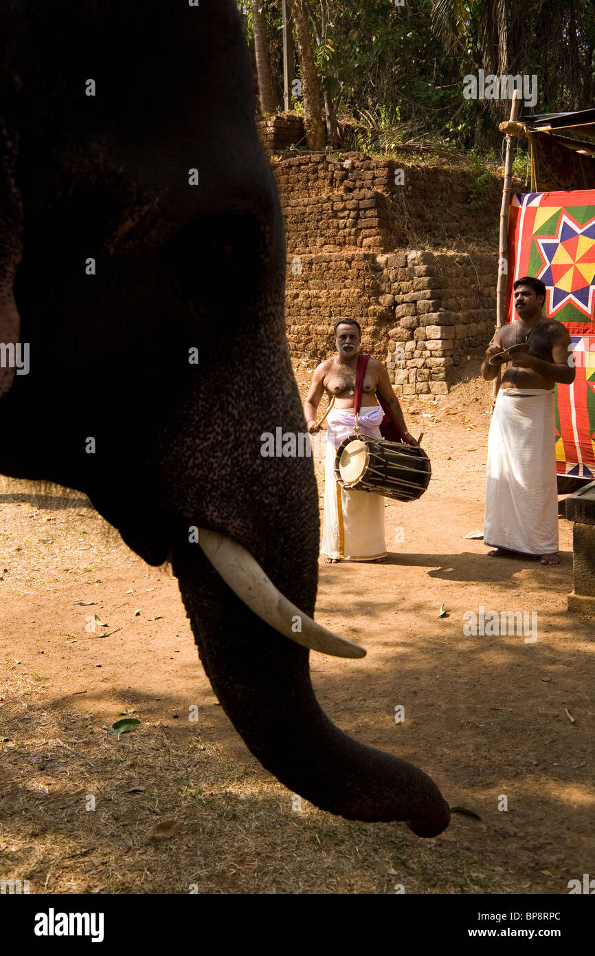 Les musiciens jouent des instruments à percussion indienne par un éléphant devant un festival Olappamanna Mana à Vellinezhi, Kerala, Inde. Banque D'Images