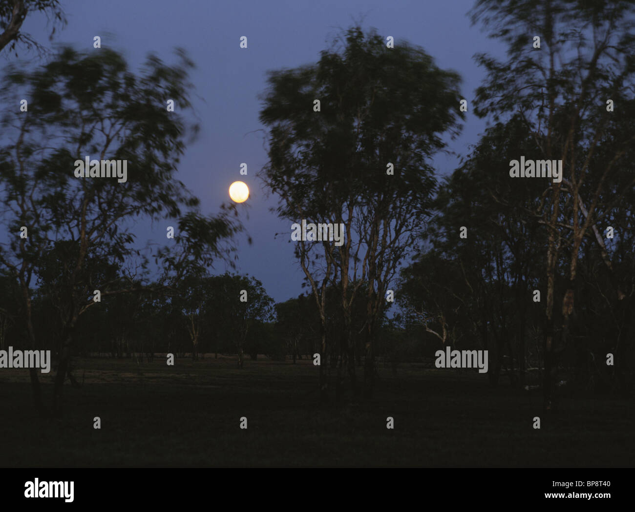 Lune d'arbres et paysage, Territoire du Nord, Australie Banque D'Images