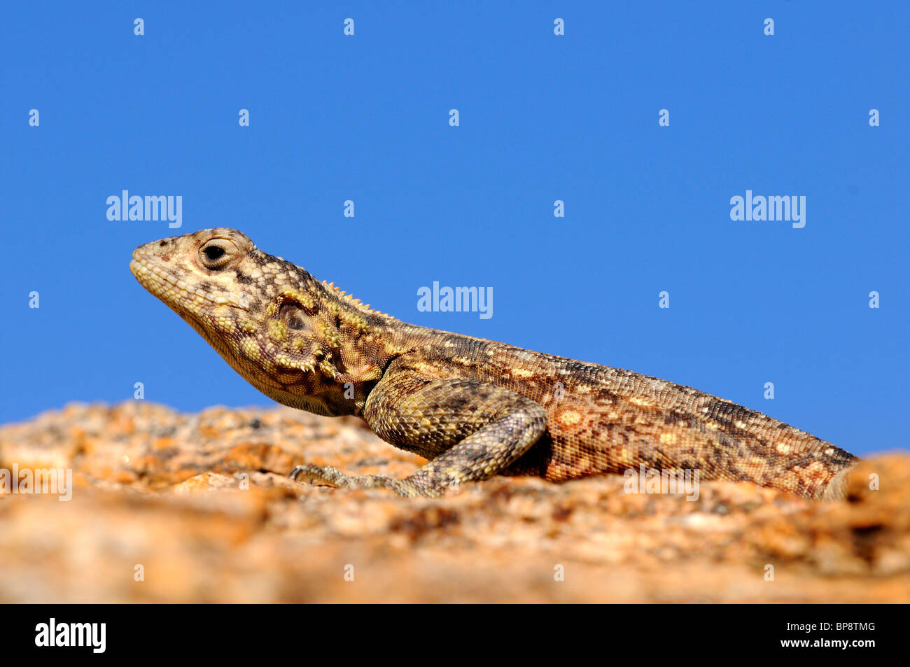 Femelle de Southern Rock Agama, Agama atra, Suidelike Rotskoggelmander, Namaqualand, Afrique du Sud Banque D'Images