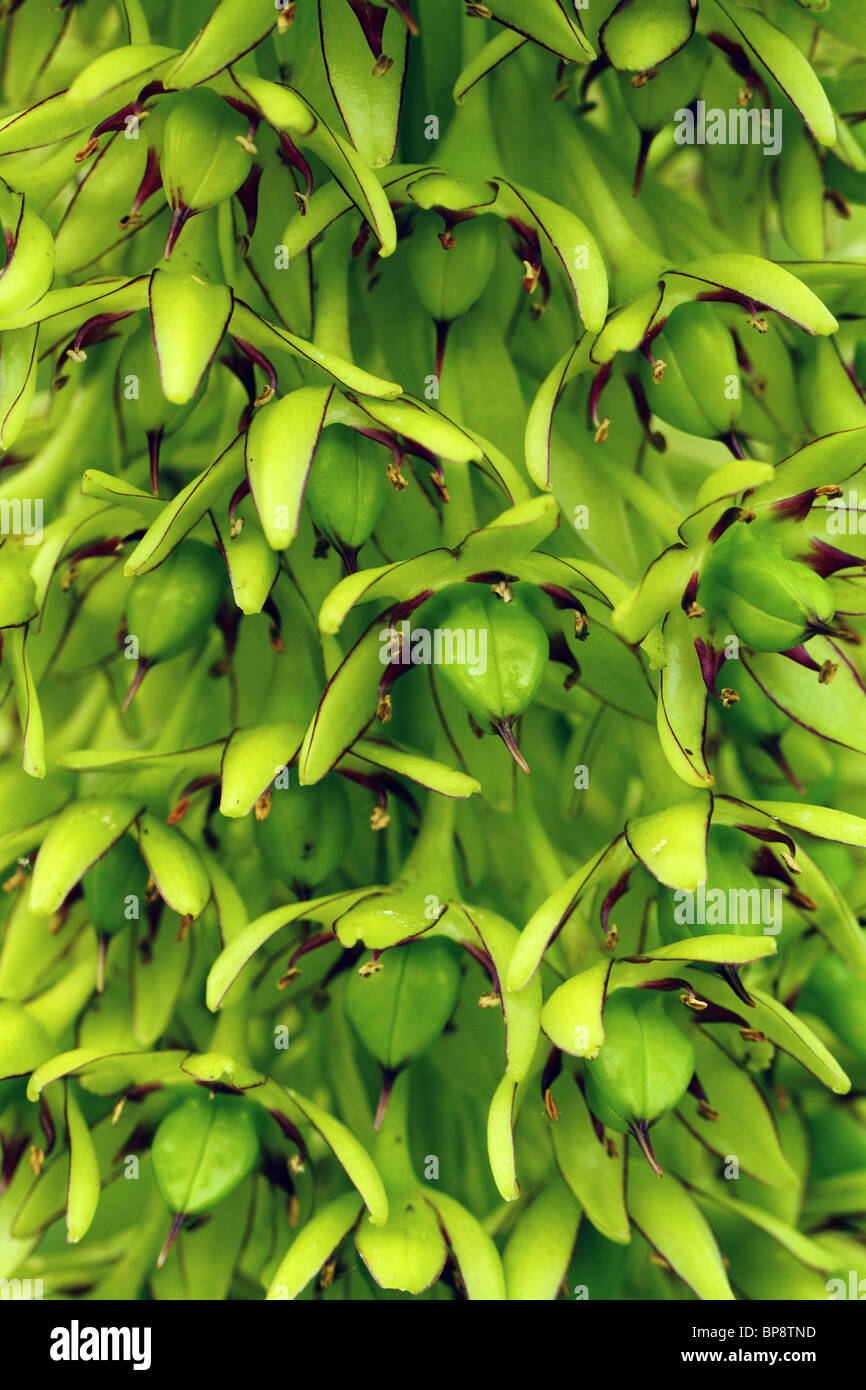 Lily ananas Eucomis bicolor seedheads close up Banque D'Images