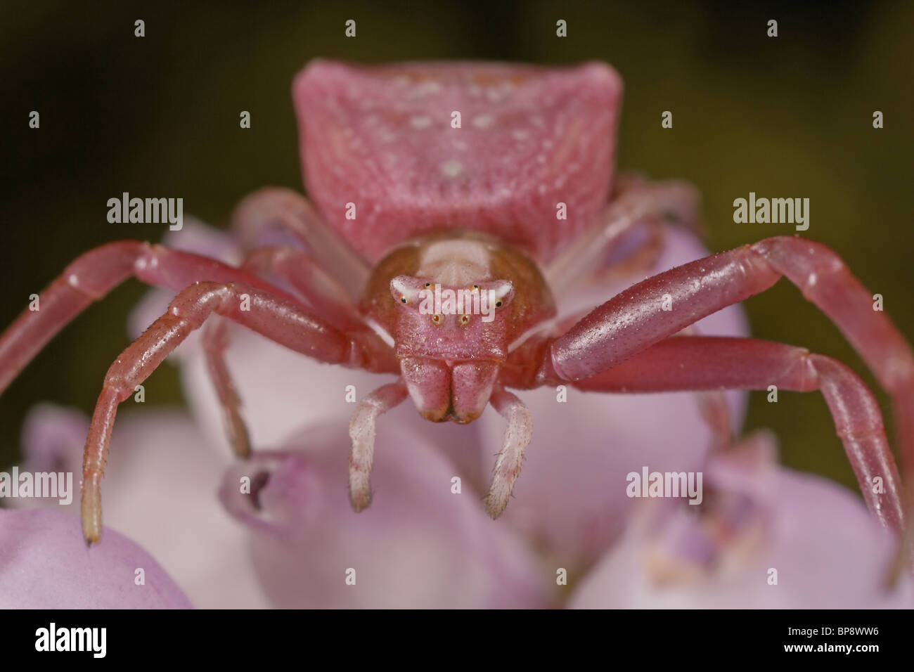 Araignée crabe Misumena vatia, correspondance avec la couleur rose sur la bruyère, Dorset, UK Banque D'Images