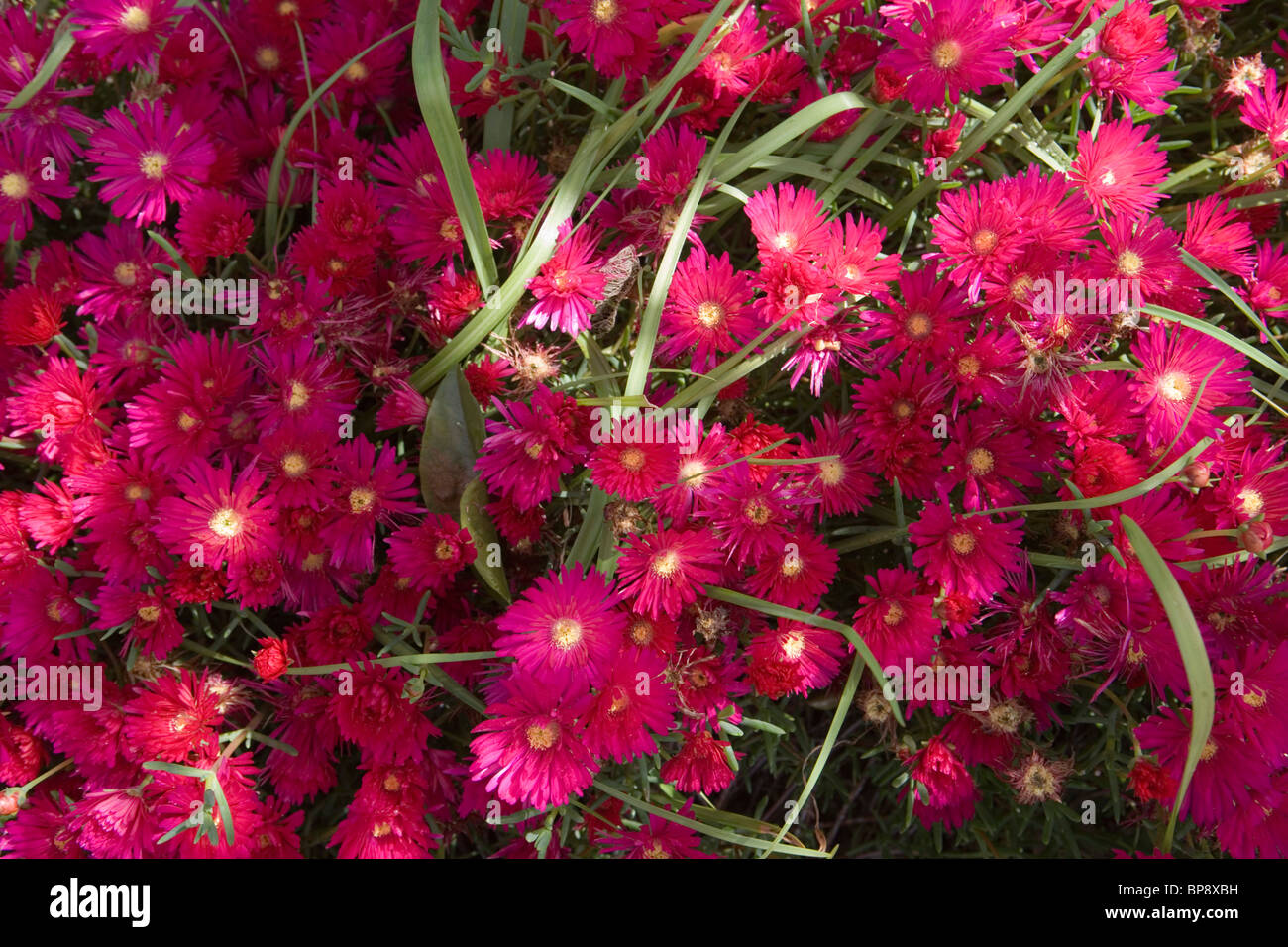 Close up of pink flowers, Santana, Madeira, Portugal Banque D'Images