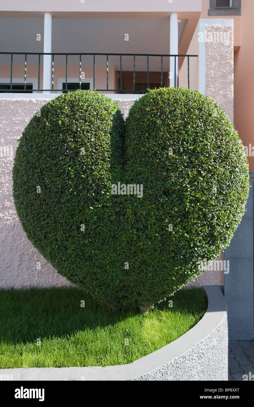 Bush en forme de coeur, Estreito de Camara de Lobos, Madère, Portugal Banque D'Images