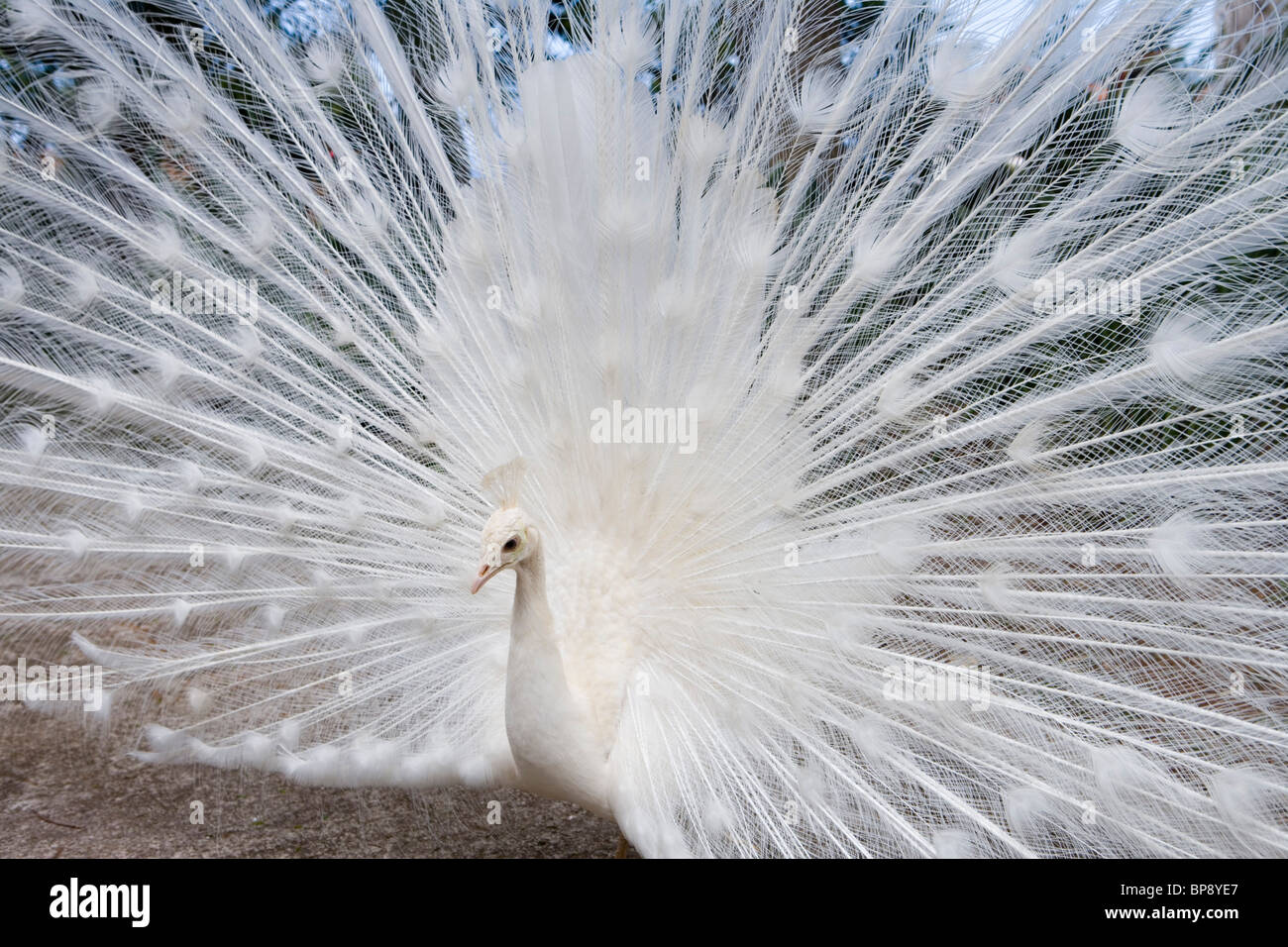 White Peacock dans Bird Park à Jardim Botanico Botanical Garden, Funchal, Madeira, Portugal Banque D'Images