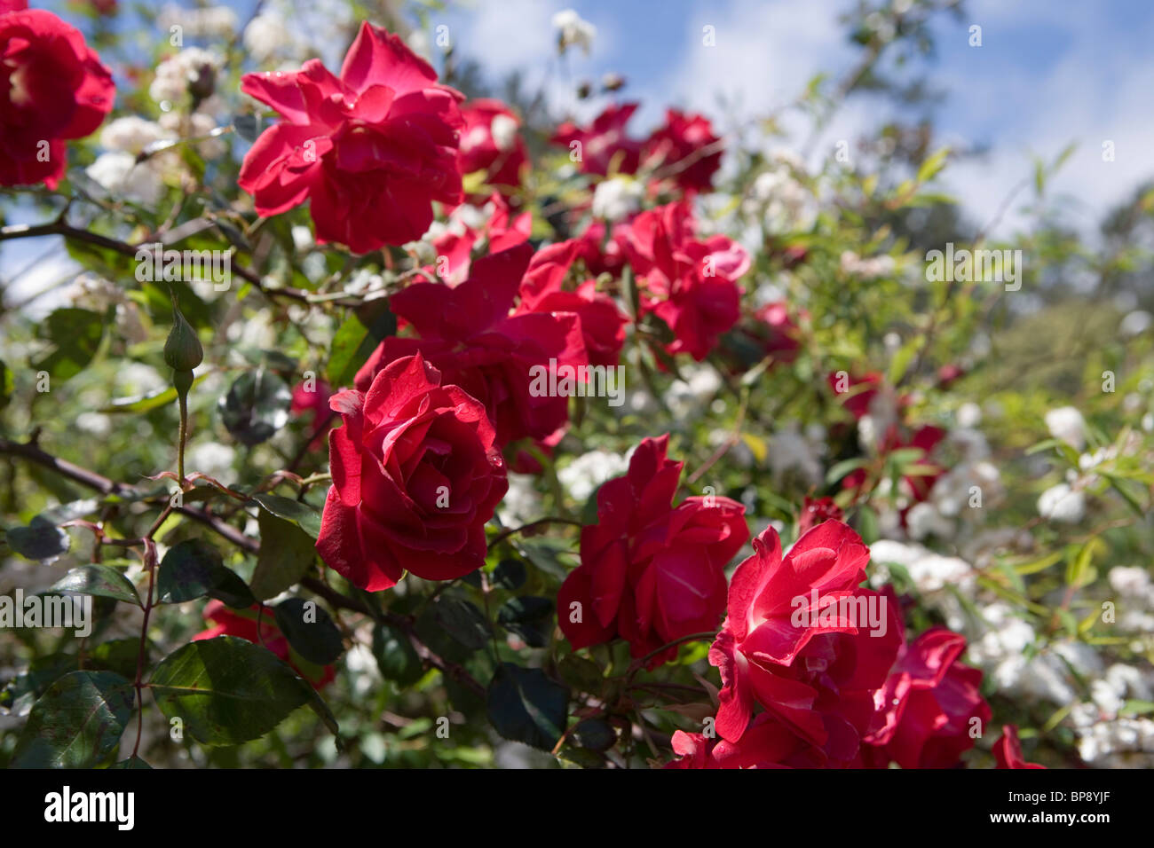Roses rouges dans un jardin, Santana, Madeira, Portugal Banque D'Images