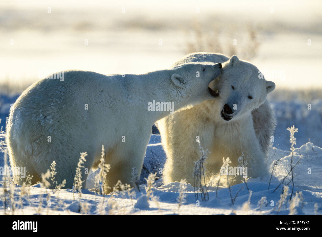 L'Ours blanc Ursus maritimus, jeu, Churchill, Canada Banque D'Images