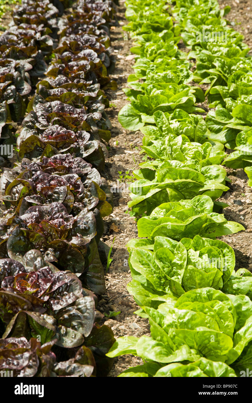 Les laitues croissante en potager Banque D'Images