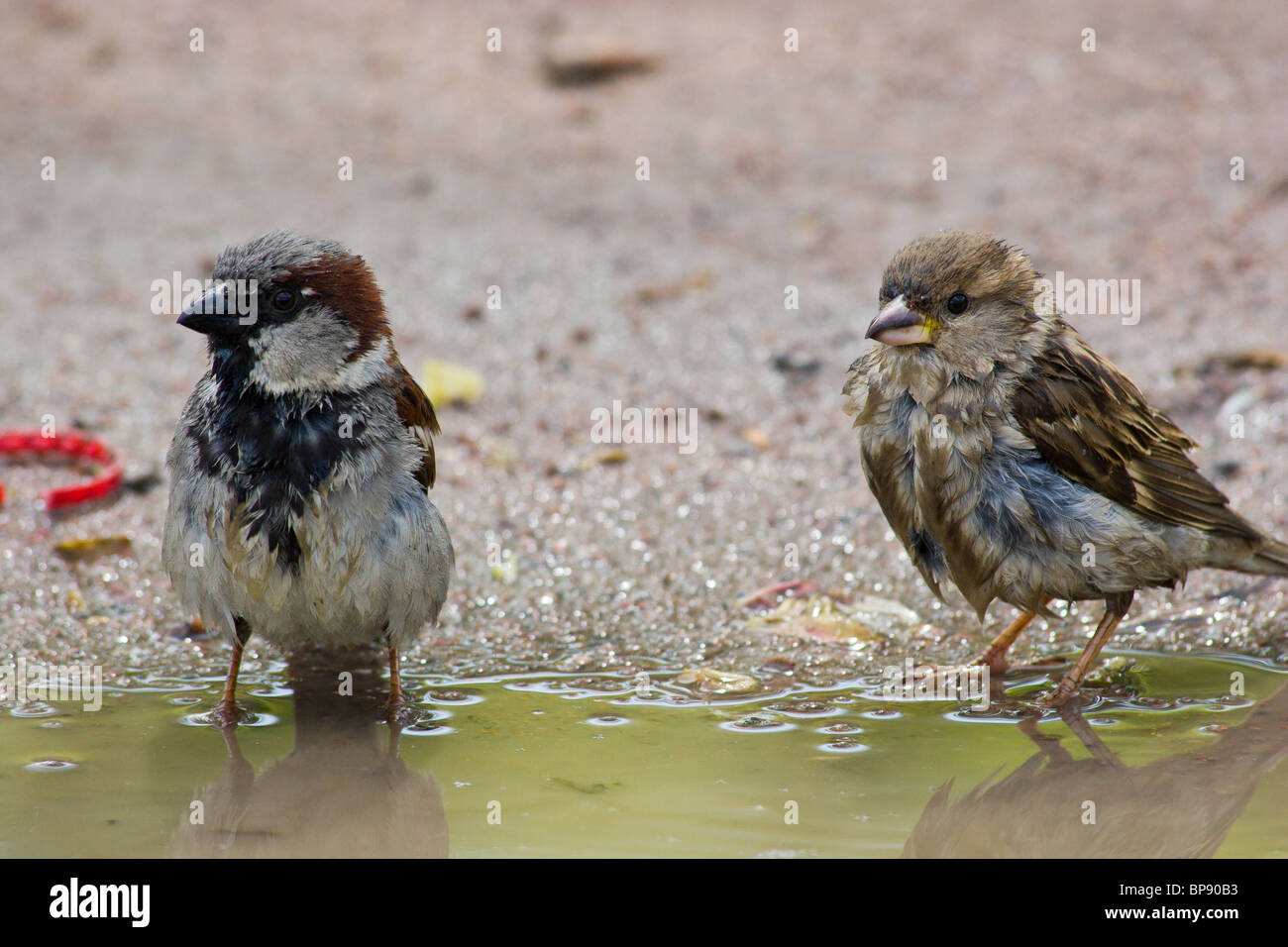 Le Moineau domestique souvent baigne dans la poussière, ou de l'eau Banque D'Images