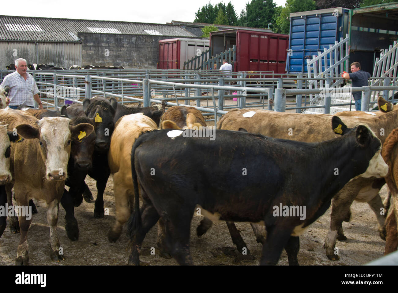 Le bétail d'être chargés dans un marché Banque D'Images