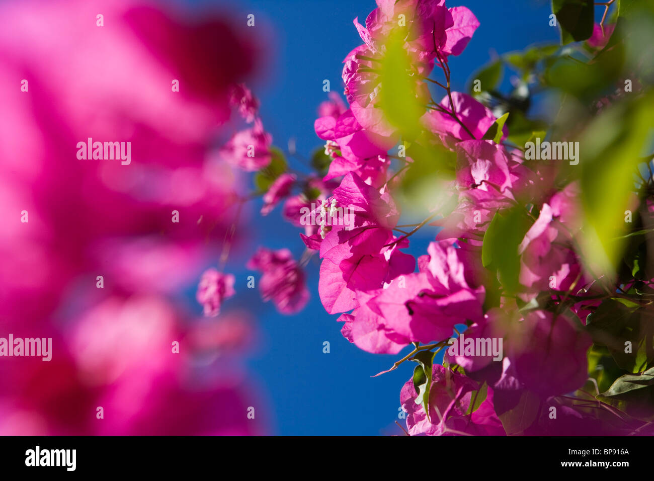 Fleurs de bougainvilliers pourpres à l'hôtel Finca Agroturismo Sa Carrotja, Ses Salines, Majorque, Iles Baléares, Espagne, Europe Banque D'Images