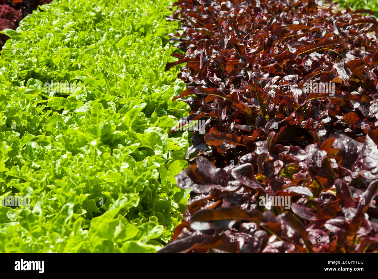 Les laitues croissante en potager Banque D'Images