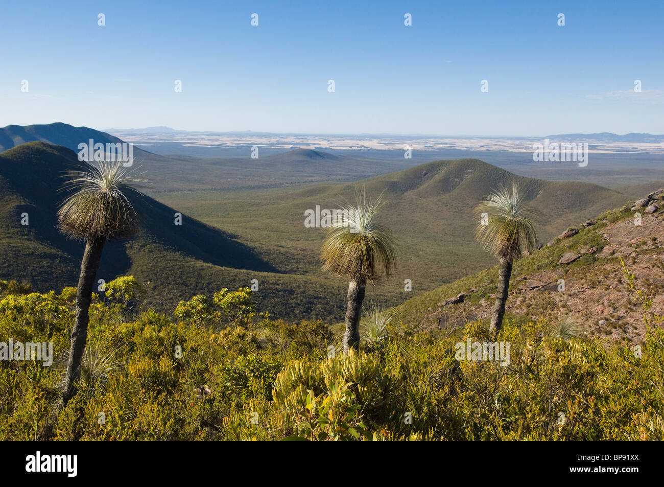 Arbres Herbe Kingia sur le mont Trio dans le Parc National de Sterling, en Australie occidentale. Banque D'Images