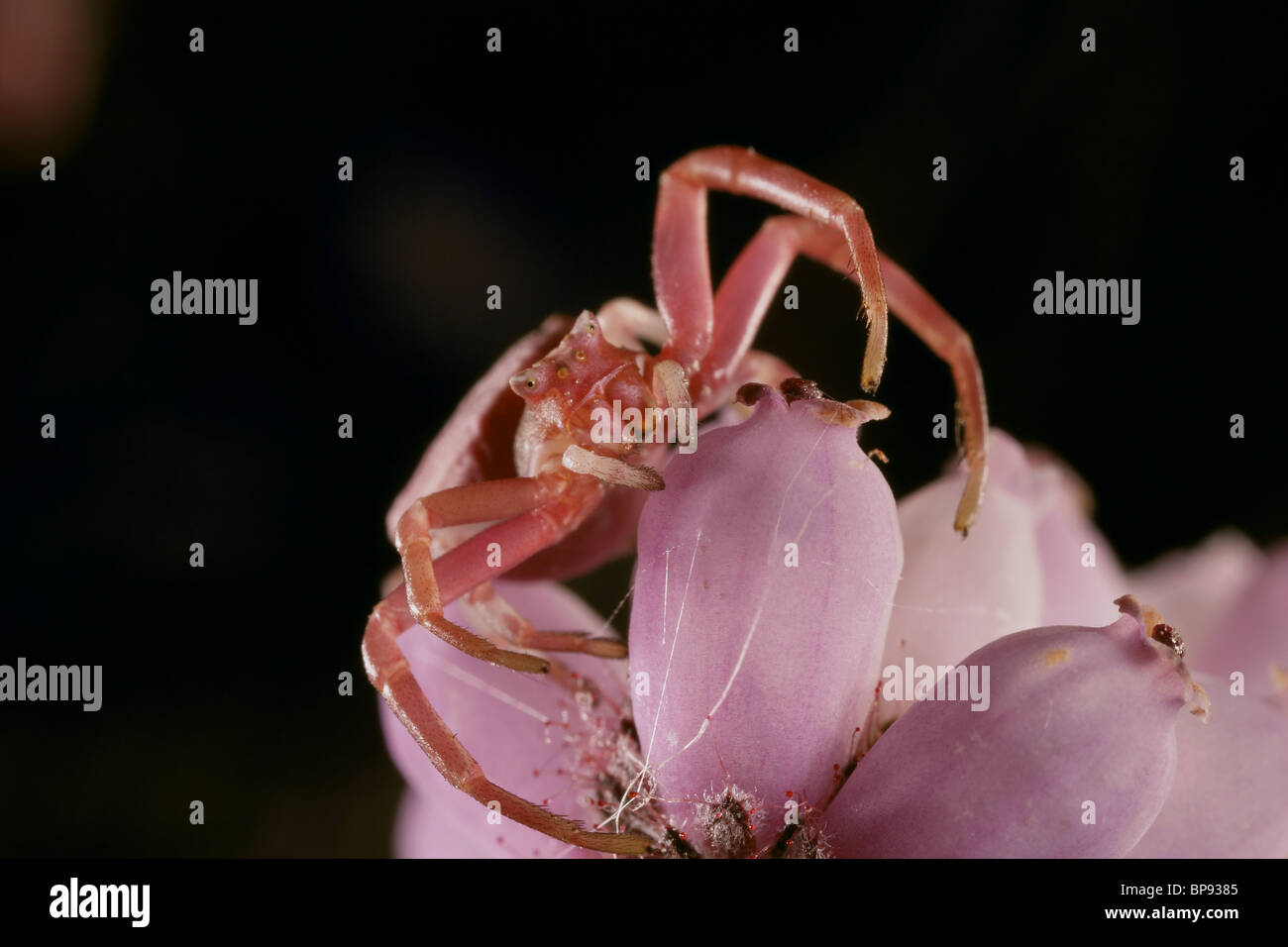 Araignée crabe Misumena vatia, correspondance avec la couleur rose sur la bruyère, Dorset, UK Banque D'Images