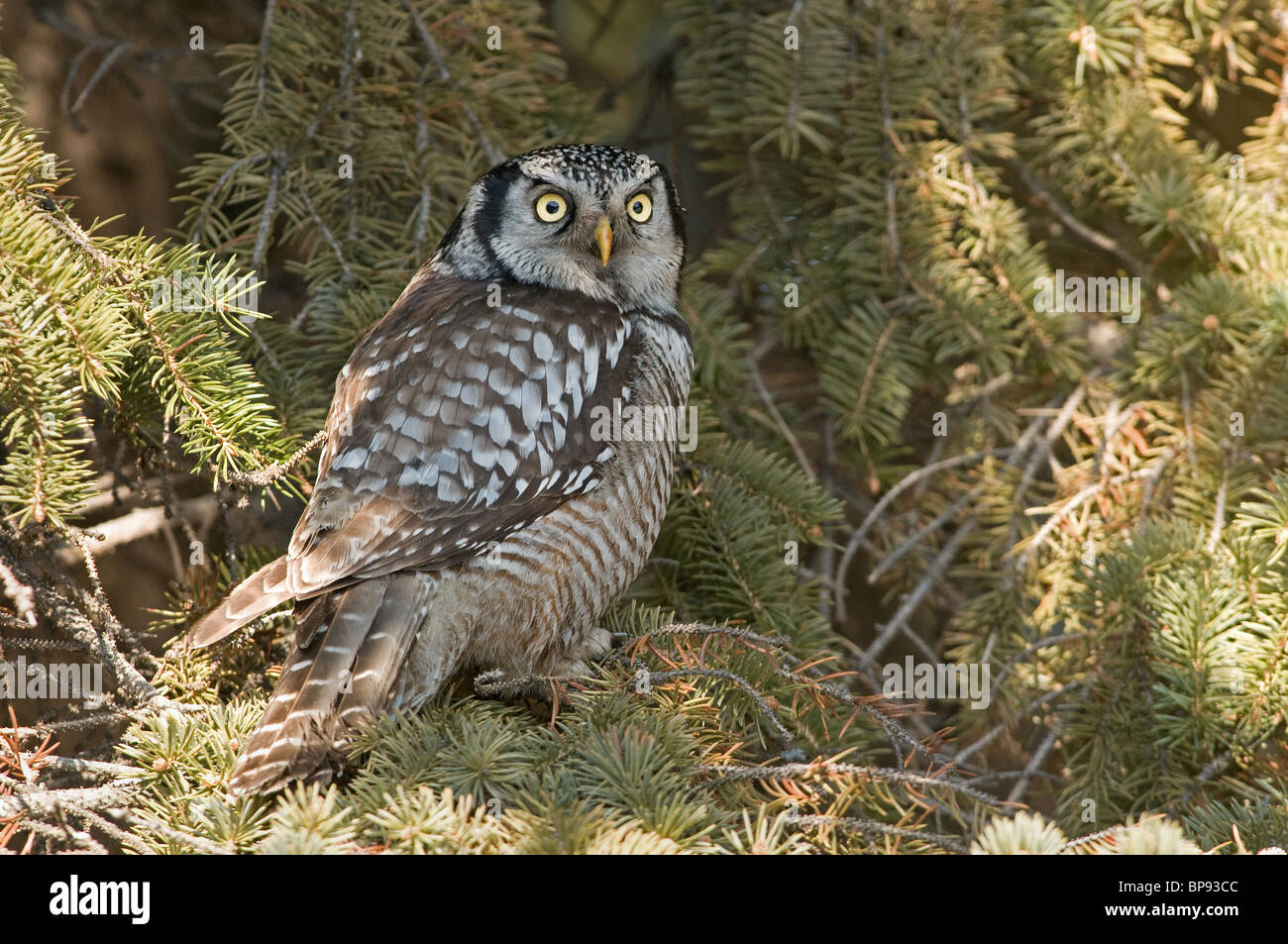 Chouette épervière (Surnia ulula) perché dans un sapin. Banque D'Images