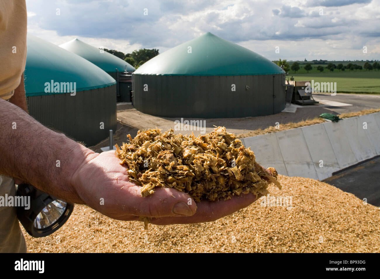 L'ensilage de maïs dans la main, de biogaz, près de Hanovre, Allemagne Banque D'Images