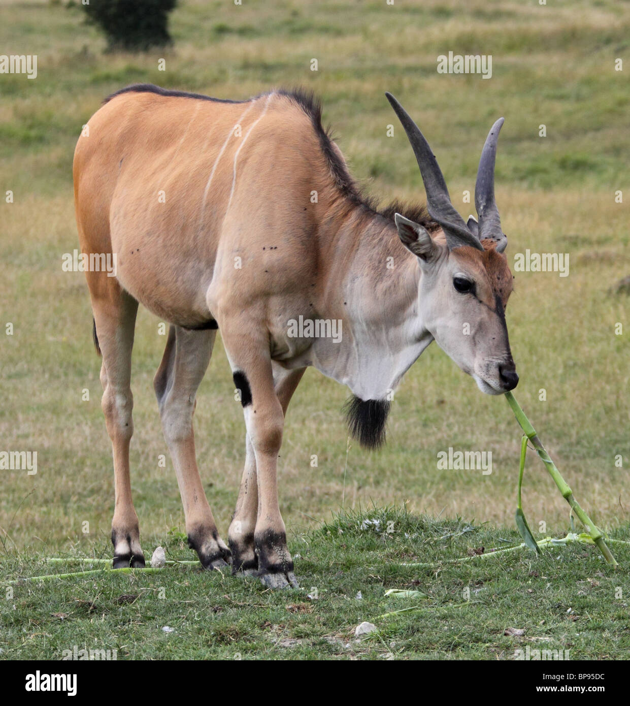 Éland du Cap taurotragus oryx antelope Banque D'Images