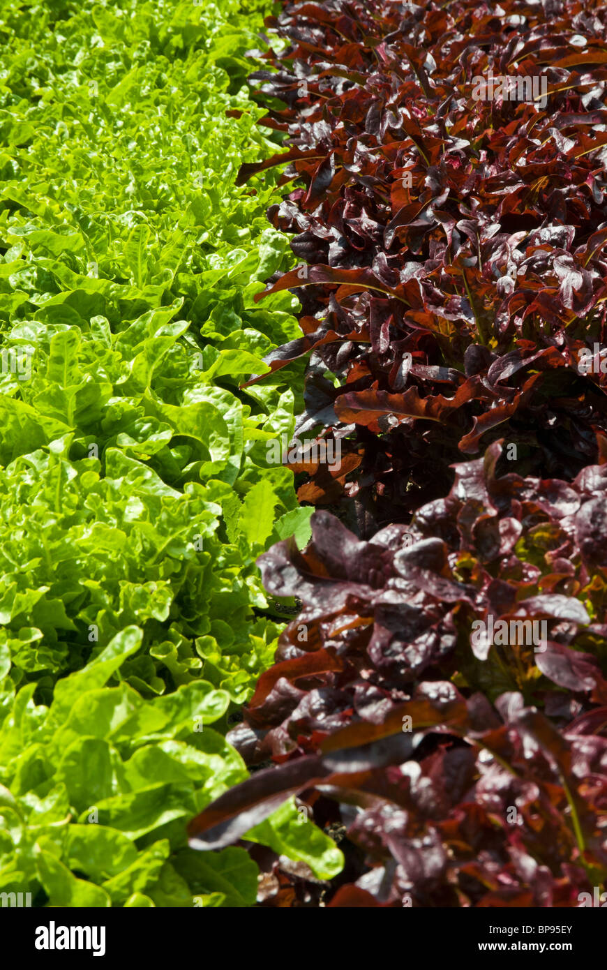 Les laitues croissante en potager Banque D'Images
