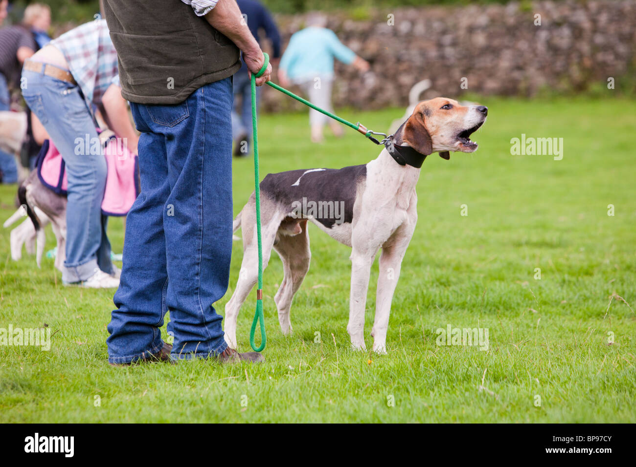 Propriétaire de l'aligner avec leurs chiens pour le début de la piste de chien à la Vale de Rydal de berger, Ambleside Banque D'Images