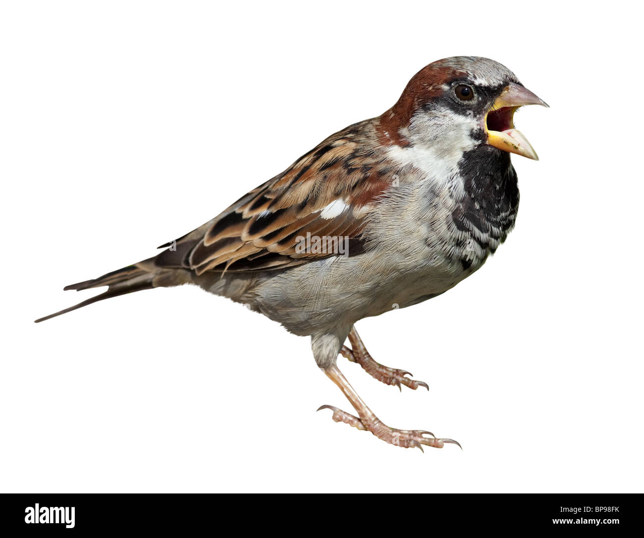 Homme in front of white background, isolé. Moineau domestique (Passer domesticus) Banque D'Images
